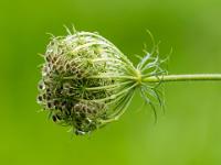 Fruchtstand der Wilden Möhre mit Regentropfen